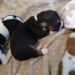 Lilly - Black and white female Basset Hound puppy in Garrett, Indiana from Bad and Boujee Basset Hounds