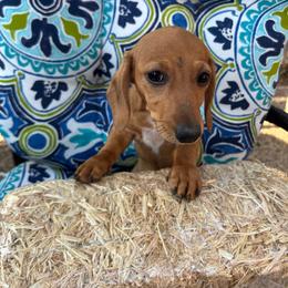 Hermoine - Red female Dachshund puppy in San Antonio, Texas from Sunshine Sandra & Sweet Sausages