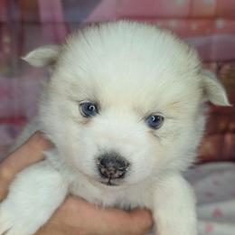 Candy-2200 - Wolf sable female Pomsky puppy in Spring Hill, Florida from www.PuppyTimeEmporium.com