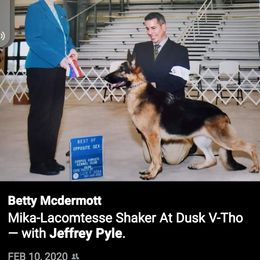 Mika - German Shepherd