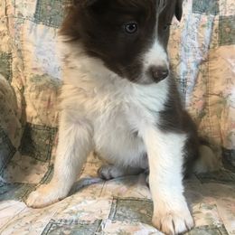 Border Collie Puppies from By Design Farm
