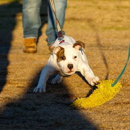 American Bulldog Puppies from Iron Will American Bulldogs