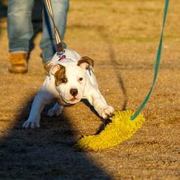 American Bulldog Puppies from Iron Will American Bulldogs