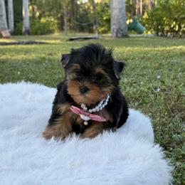 Yorkshire Terrier puppies from Puppies Forever 💙❤️🐶