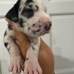 Wasp - Harlequin female Great Dane puppy in Florida from Beachside Kennels