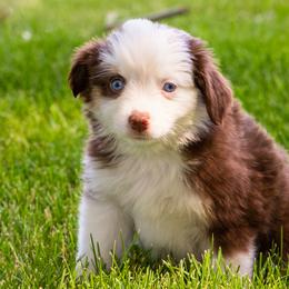 Miniature American Shepherd and Miniature Australian Shepherd Puppies from Bellewynd Acres