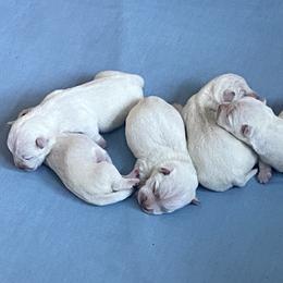 Girl 2 - White female West Highland White Terrier puppy in Idabel, Oklahoma from Ravens Nest Westies