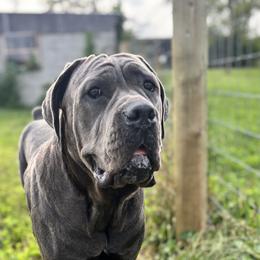 Cane Corso from Clarkrange Corsos