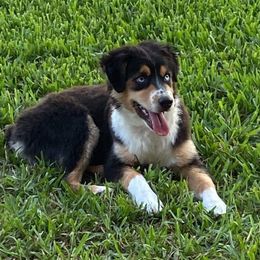 Australian Shepherd All Grown Up from S & E Delightful Aussies