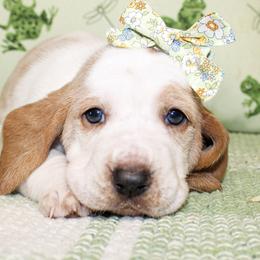 Girl 1 - Lemon and white female Basset Hound puppy in Antlers, Oklahoma from Rocking H