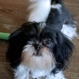 Shih Tzus from Lorry's Ark