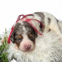 Cash - Merle male Springerdoodle puppy in Fargo, North Dakota from Dakota SpringerDoodles