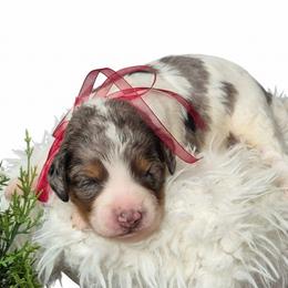 Cash - Merle male Springerdoodle puppy in Fargo, North Dakota from Dakota SpringerDoodles