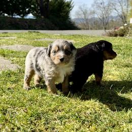 Valentino - Blue merle male Aussiedoodle puppy in Grants Pass, Oregon from Woodwind Miniatures