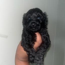 Peewee 2000 - Black male Yorkipoo puppy in Gastonia, North Carolina from Banks Dynasty Kennel