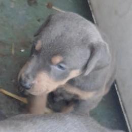 Girl 3 - Blue and rust female Doberman Pinscher puppy in Camden, South Carolina from Mo dobermans