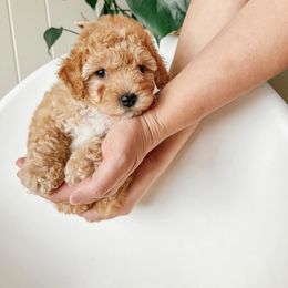 Bichon Frise puppies from The Perks of Pups