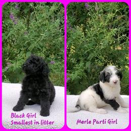 Bernedoodle Puppies from Foothills Family Doodles