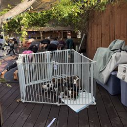 Went home - Brindle male Dachshund puppy in Temecula, California from Naomi Magee's Dachshund Kennel