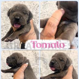 Tomato - Blue female Great Dane puppy in Sac City, Iowa from Northern Great Danes of Colorado & Iowa