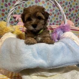 APOLLO - Red brindle male Havanese puppy in North Richland Hills, Texas from A Royal Havanese Court
