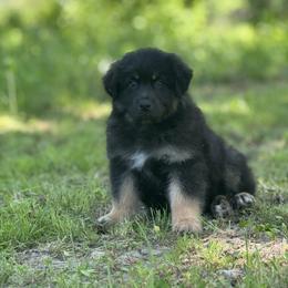 Toaster - Black tri-color male Australian Shepherd puppy in Argyle, Iowa from Country Time Kennels