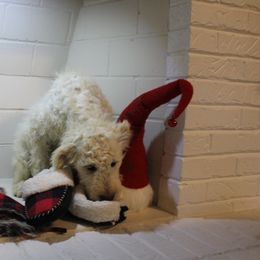 Happy - Goldendoodle puppy in Kingsport, Tennessee from Blue Ridge Doodles