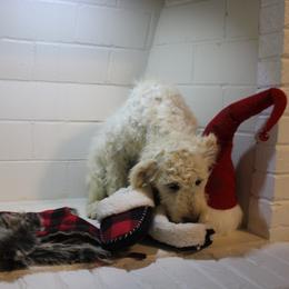 Happy - Goldendoodle puppy in Kingsport, Tennessee from Blue Ridge Doodles