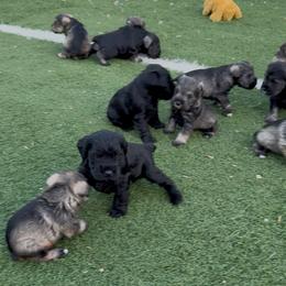 Girl 4 - Salt and pepper female Miniature Schnauzer puppy in Wildomar, California from My Angel Schnauzers