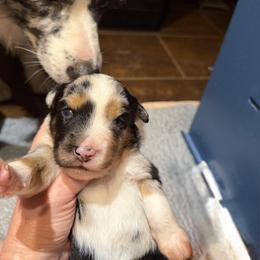 Harbor - Blue merle male Miniature American Shepherd puppy in New Mexico from Von Südwest German Shepherds and Mosaic Mini American Shepherds