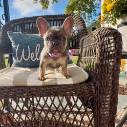 Dachshund and French Bulldog Puppies from Bad to the Bone French Bullies