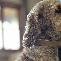 Aussiedoodles from Easton L