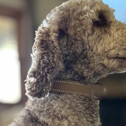 Aussiedoodles from Easton L