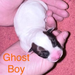 Ghost - White and tan male Russell Terrier puppy in Portland, Washington from Mountain Ash Farms