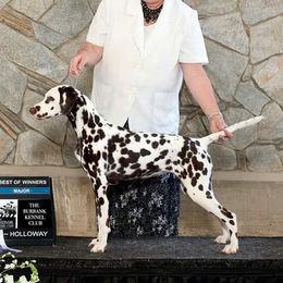 Raylan - Dalmatian