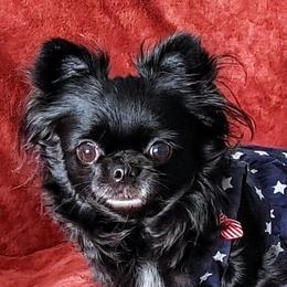 Rosie - Chihuahua