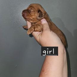 Girl 2 - Chocolate and tan female Dachshund puppy in Lansing, Michigan from Black Thunder 517 Dachshunds and frenchies
