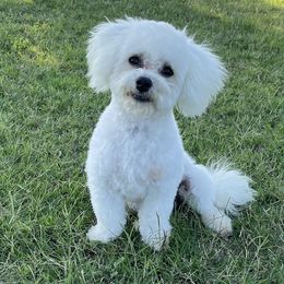 Tex - Bichon Frise