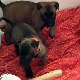 Puppy 2 - Fawn sable male Belgian Malinois puppy in Coral, Michigan from Leash of Honor LLC