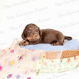 Florence - Chocolate and tan male Dachshund puppy in Greenville, North Carolina from The Gorman Farms