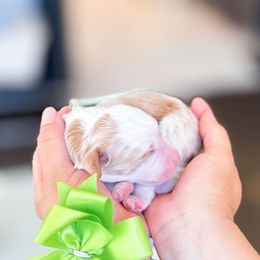 Zac - Brown and white male Bernedoodle puppy in Ontario, California from Teddy Doodles & Standard Poodles