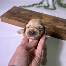 Lavender - Apricot female Australian Labradoodle puppy in Auburn, California from Poodles and Labradoodles breeder