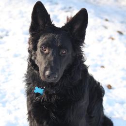 shadow - German Shepherd