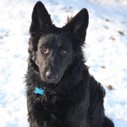 shadow - German Shepherd