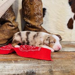 'Maia' - Red merle female Australian Shepherd puppy in Durand, Wisconsin from Larson’s Legacy Aussome Aussie Kennels