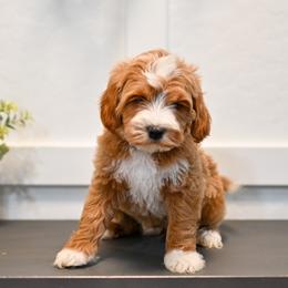 Aussiedoodle, Bernedoodle, Goldendoodle, and Irish Doodle Puppies from Sun Valley Goldendoodles