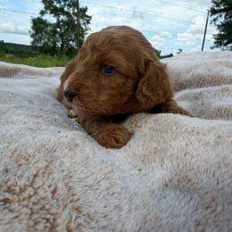 Boy 3 - Red  male Goldendoodle puppy in Wesson, Mississippi from Southern Country Doodles