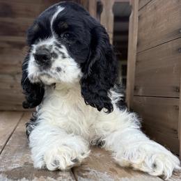 Waylon - male Cocker Spaniel puppy in Mico, Texas from Stonegate Cocker Spaniels