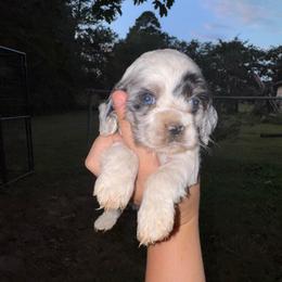 Boy 2 - Red - Black and white male Cocker Spaniel puppy in Ellenboro, North Carolina from Chantels Spaniels