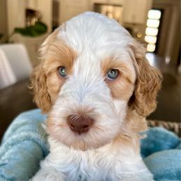 Boy 1 Apricot Parti one is available - Parti male Goldendoodle puppy in Peoria, Arizona from Az Doodlez